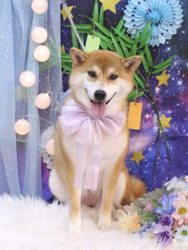 20250706マロンちゃん